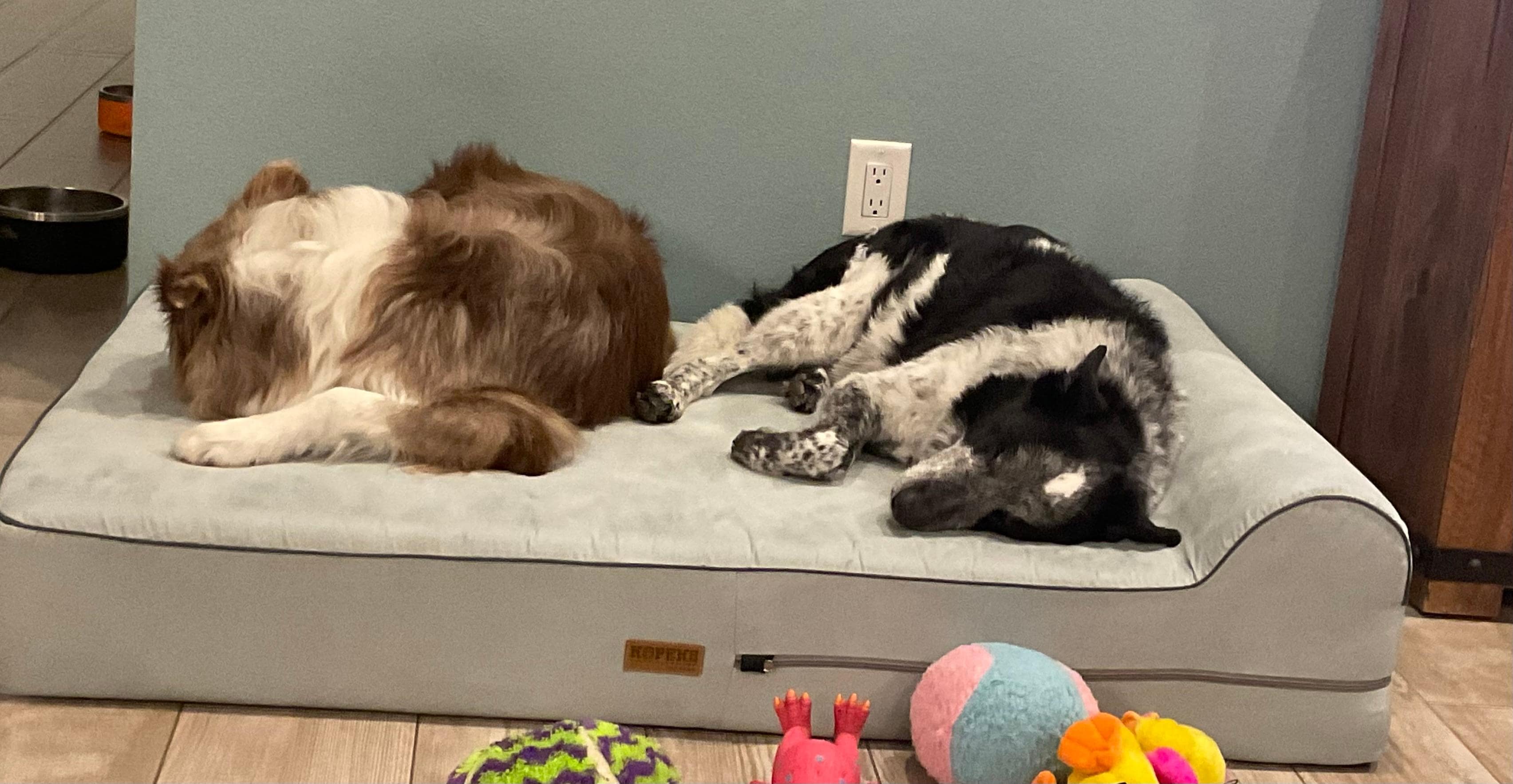 Fantastic dog bed - So comfy Inhad to buy one for them!