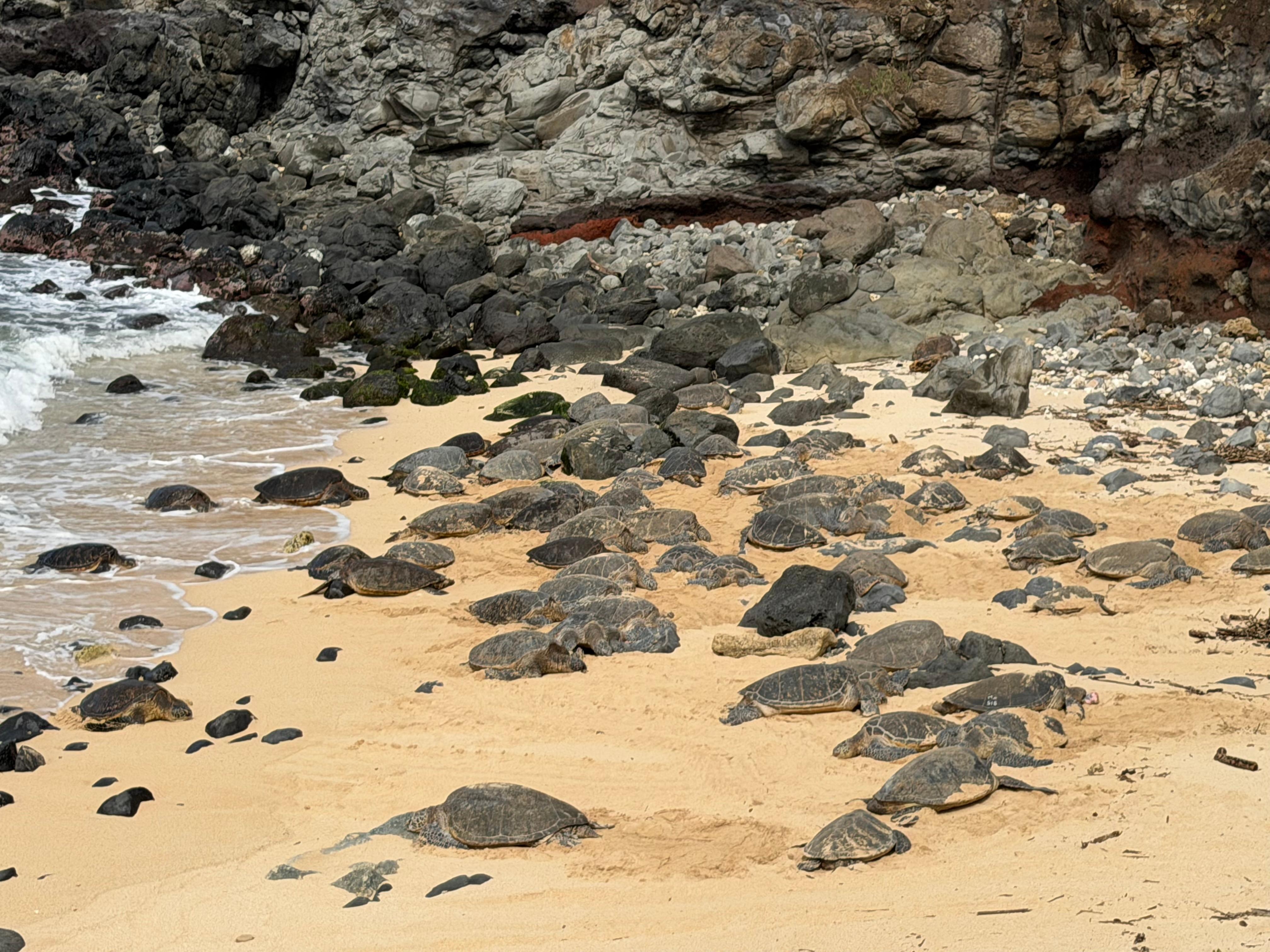 Sea turtles 