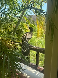 Bird on balcony