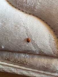 Bedbugs