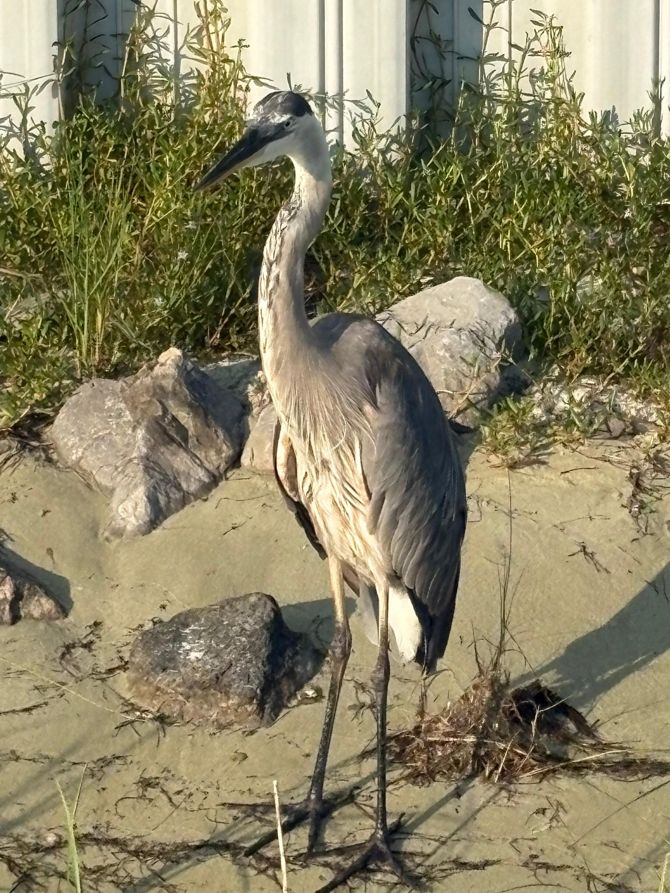 Bird at marina