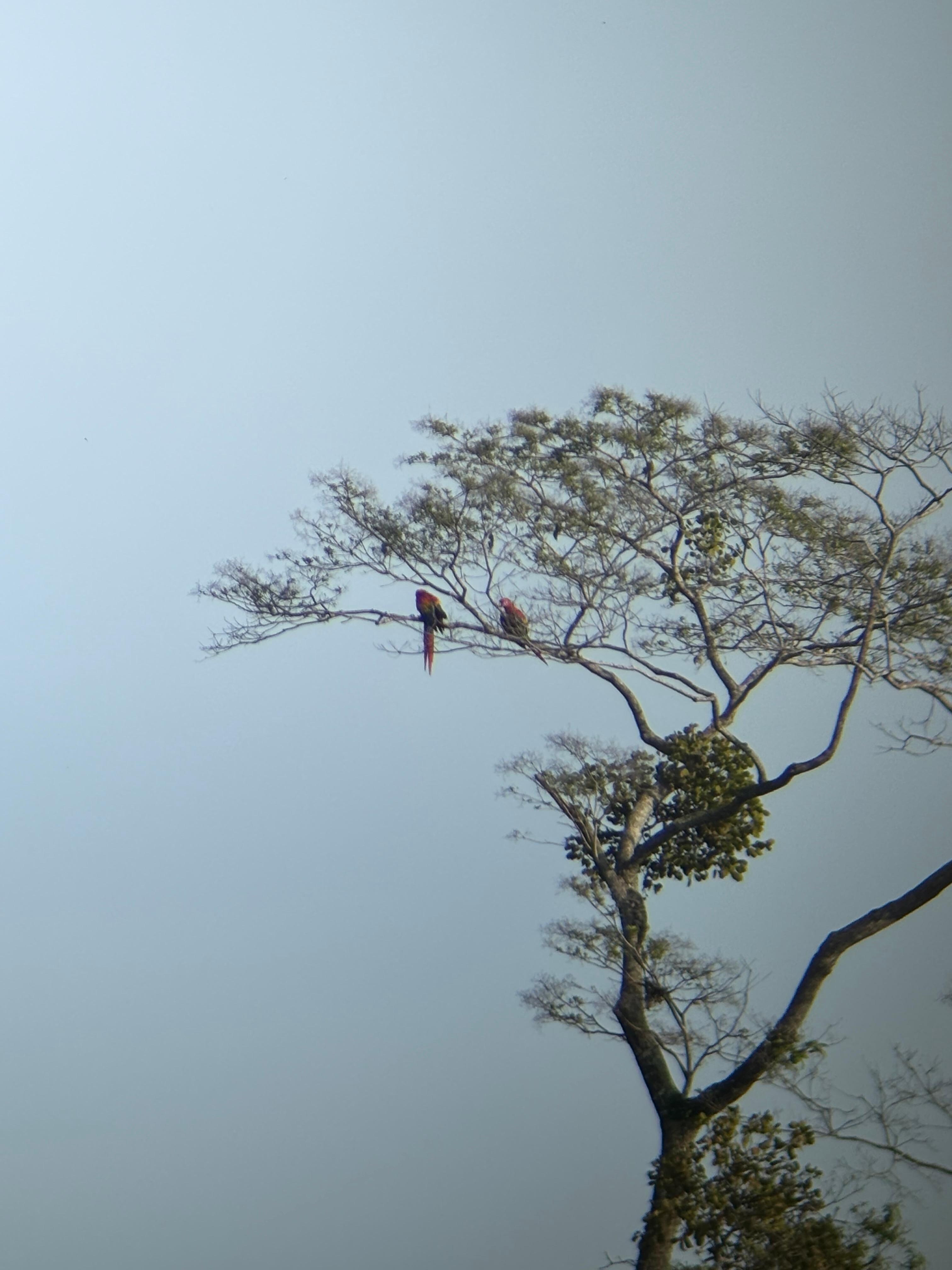 Scarlet macaws