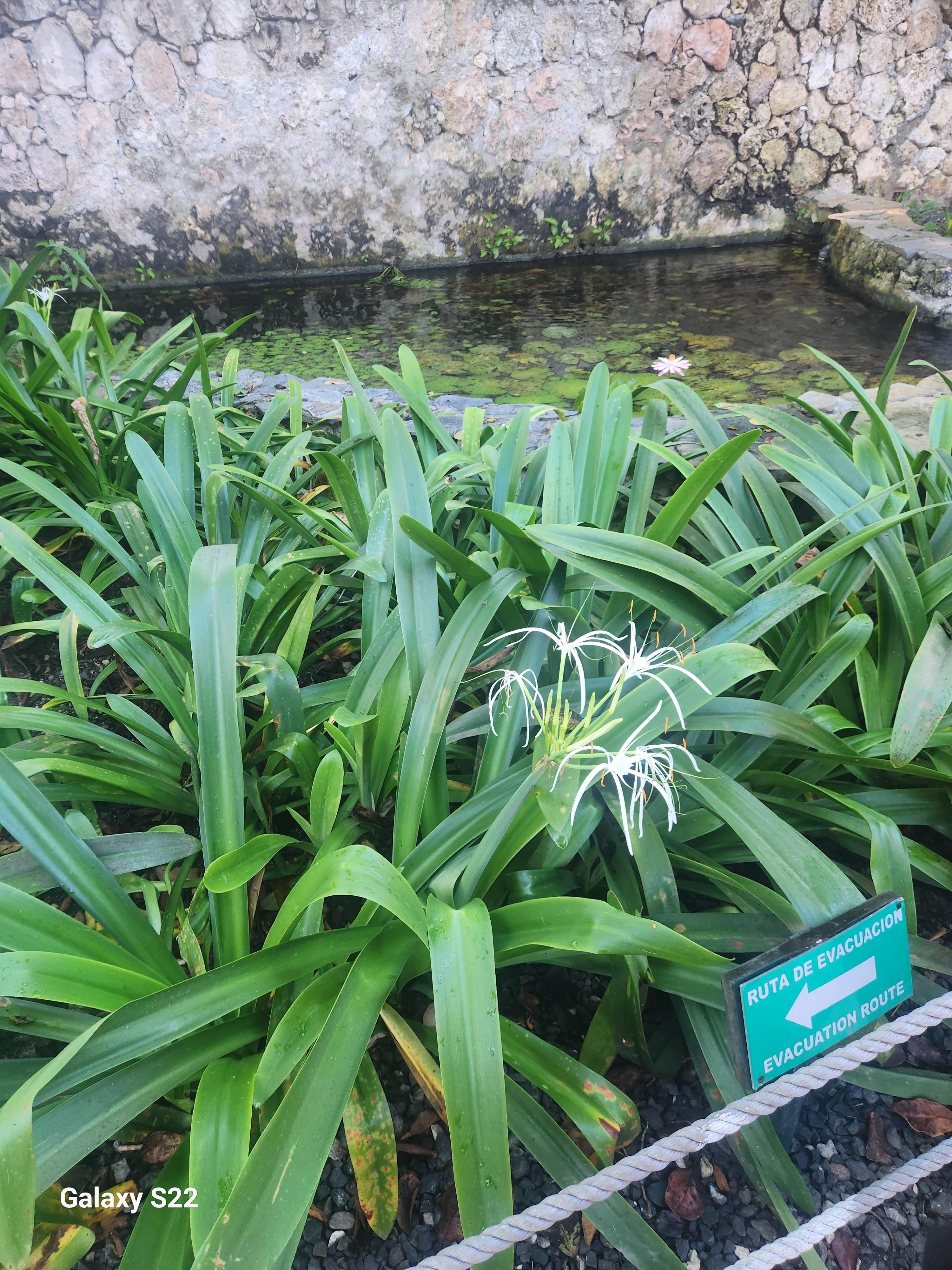 Water under the walkway with plants across.