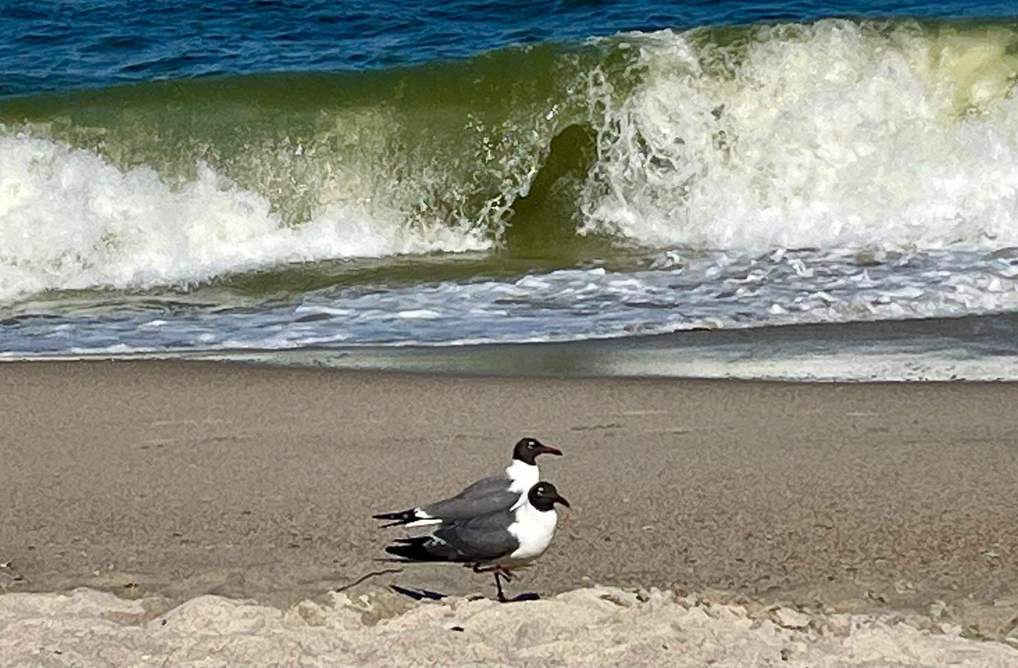 Visitors on the beach.
