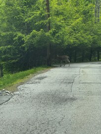 Deer in Wolf Laurel