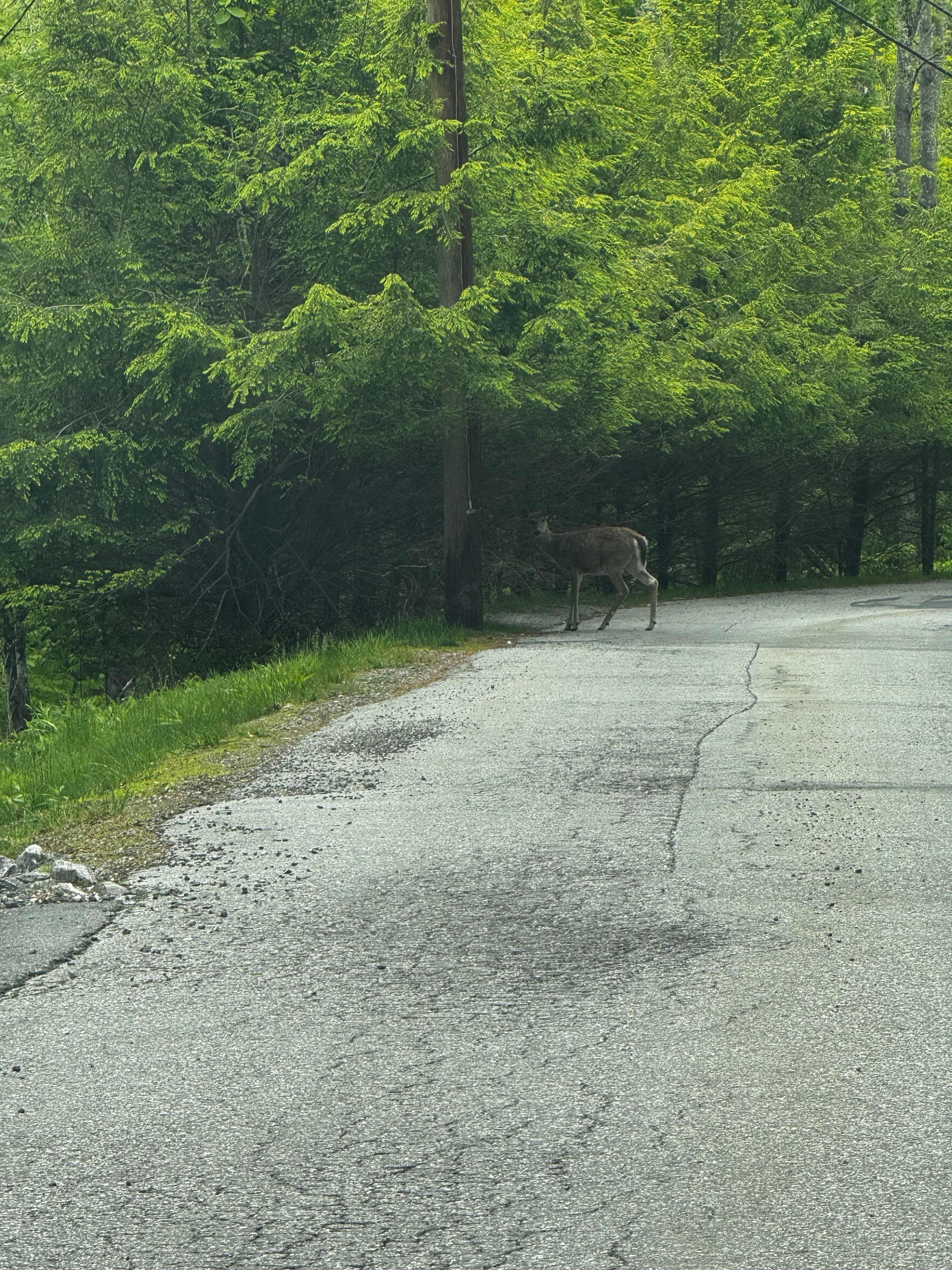 Deer in Wolf Laurel