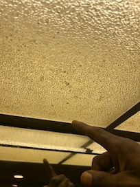 Dead bugs left hanging