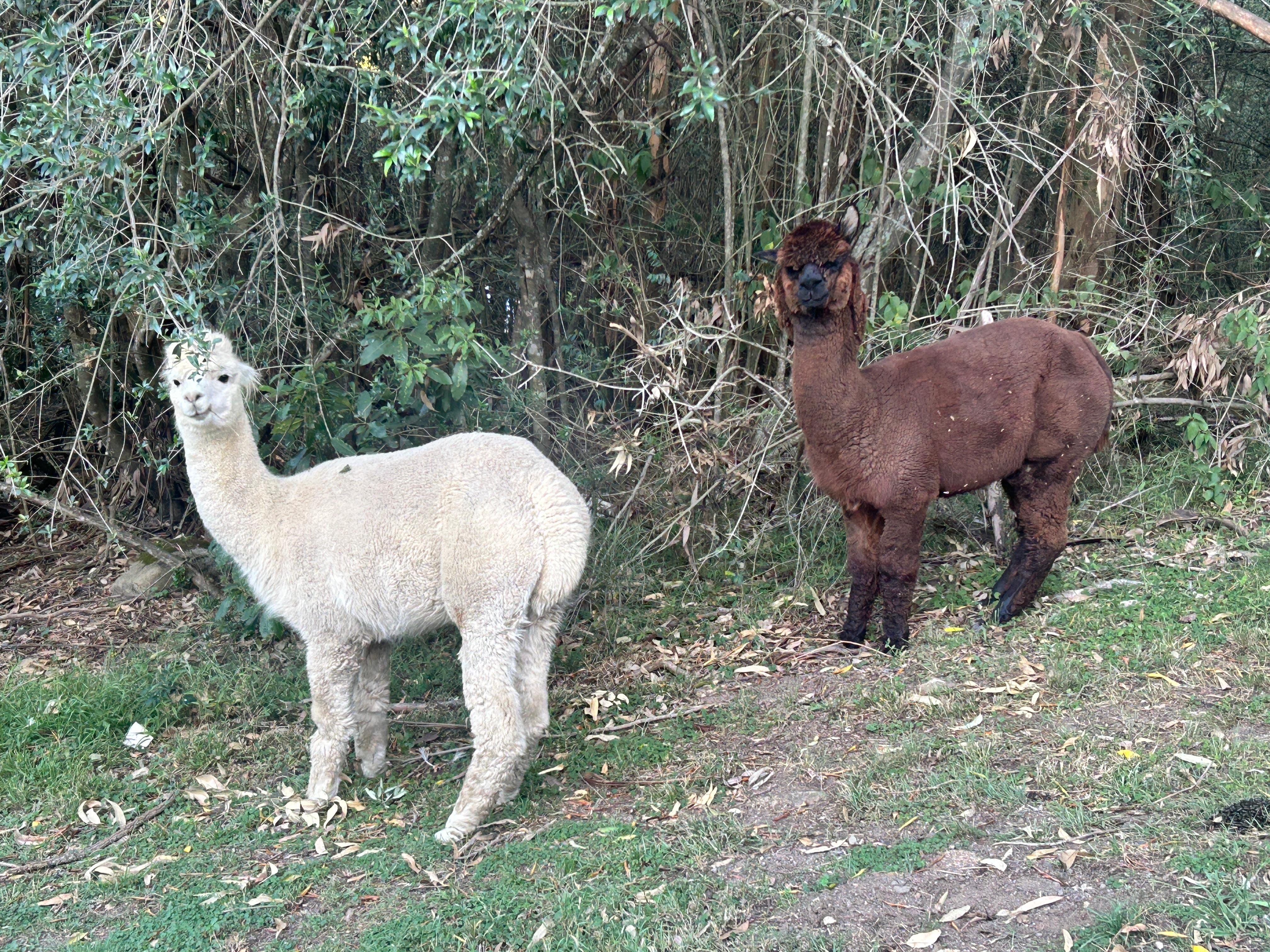 Lama Friends 