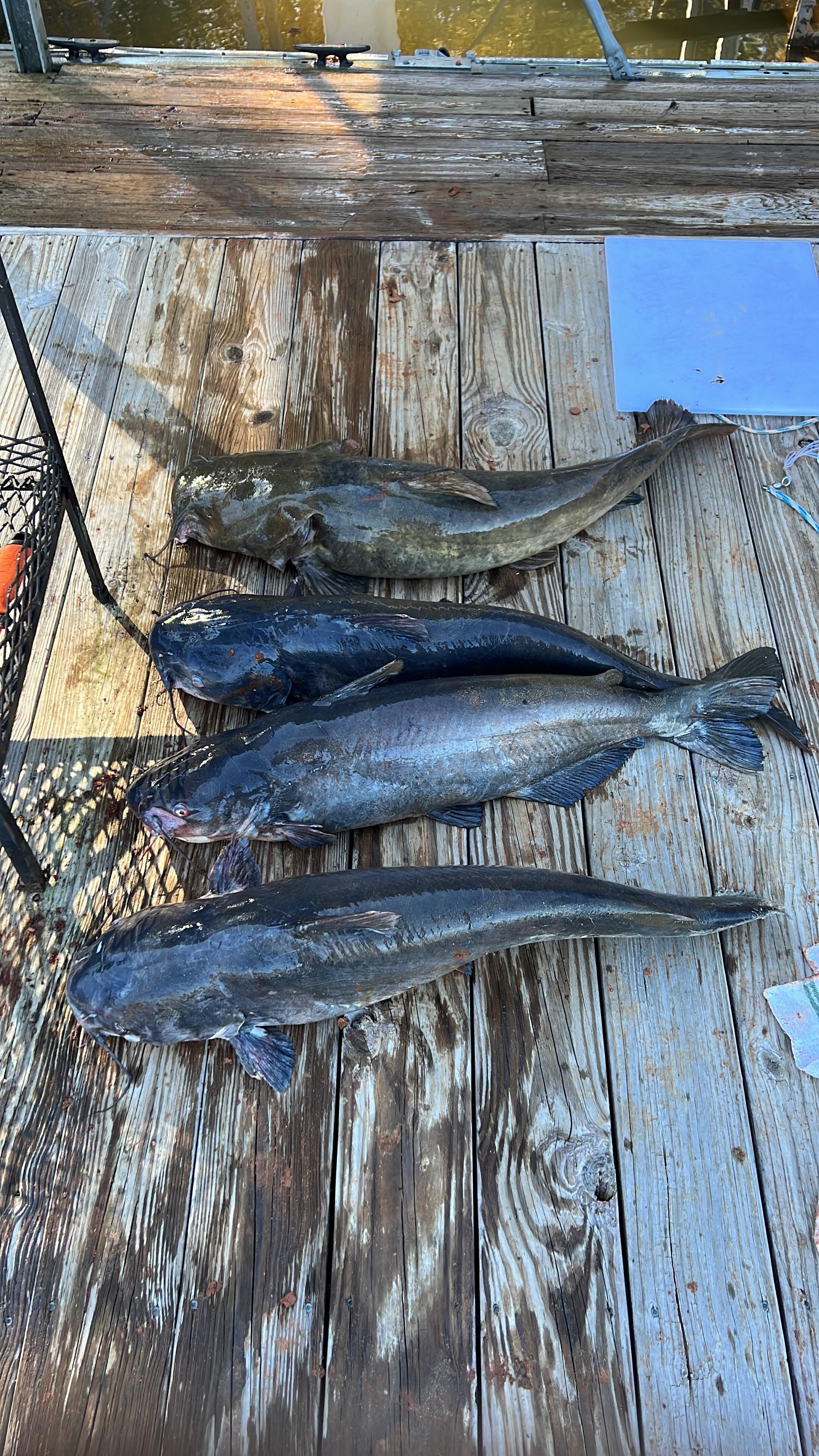 Big catfish caught from the boat dock. 