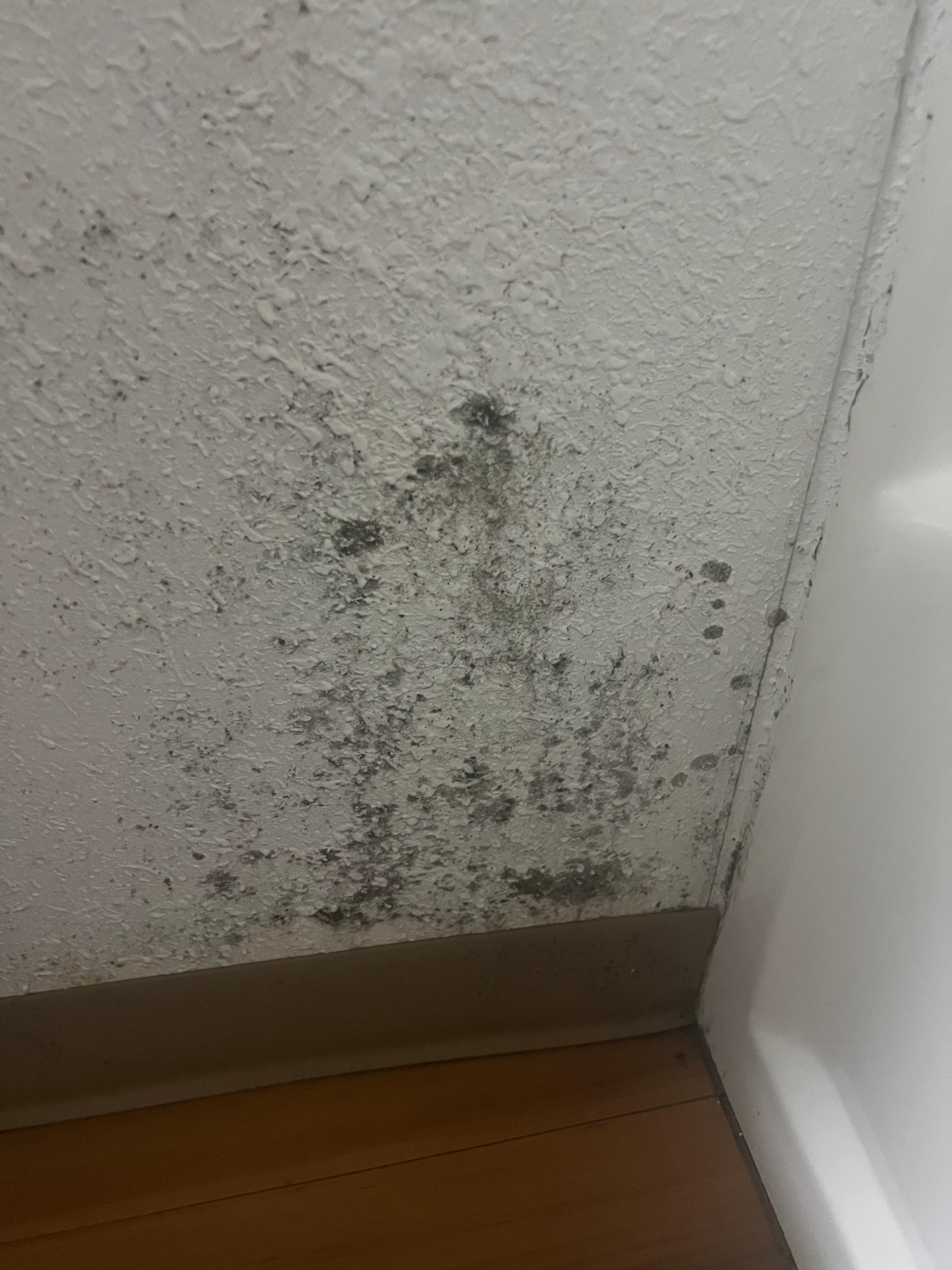 Mold by bathtub and toilet 