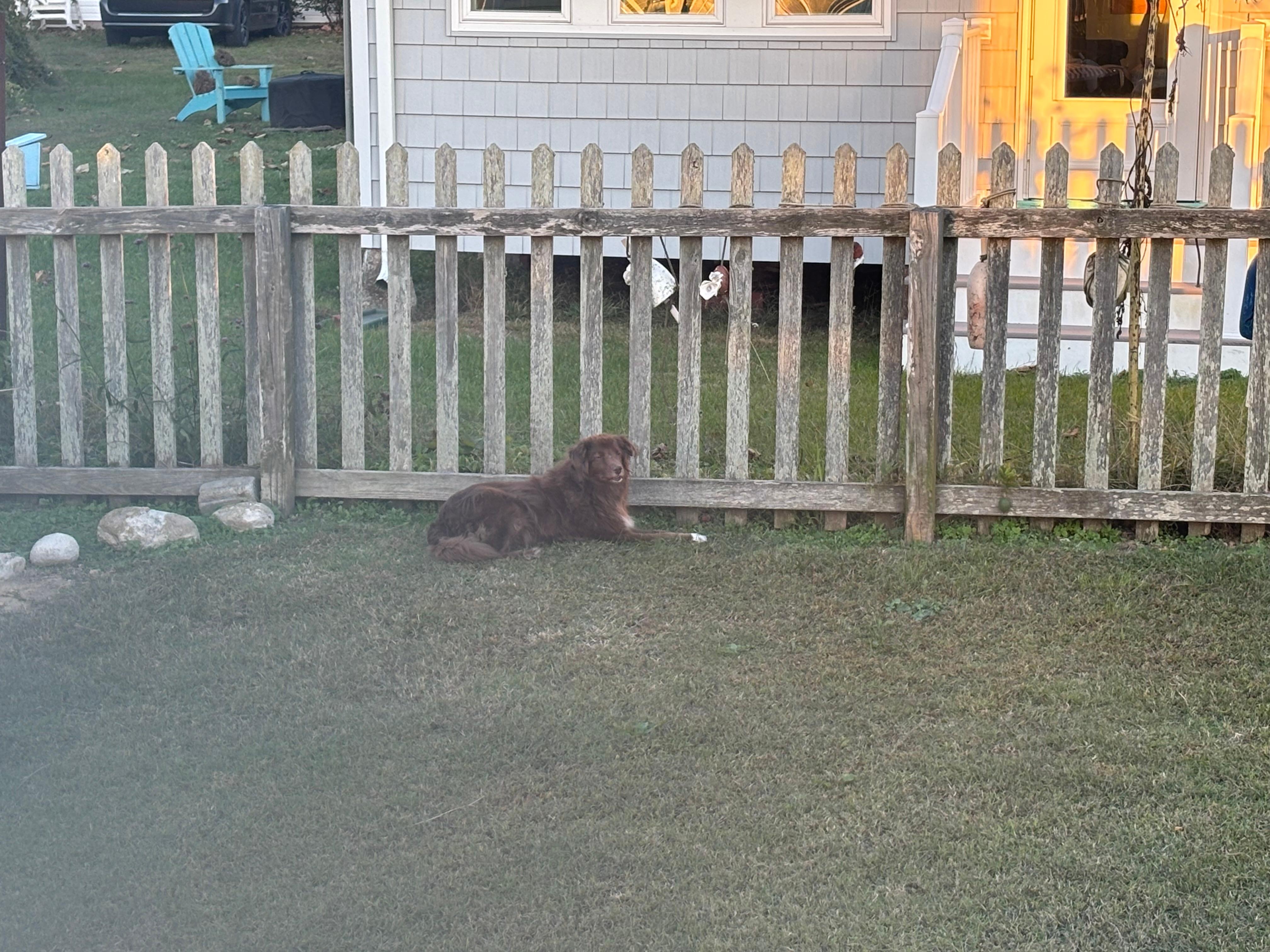 Fenced yard for the dogs. 