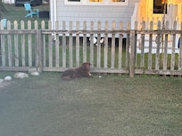 Fenced yard for the dogs.