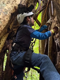 Climbing Ficus experience