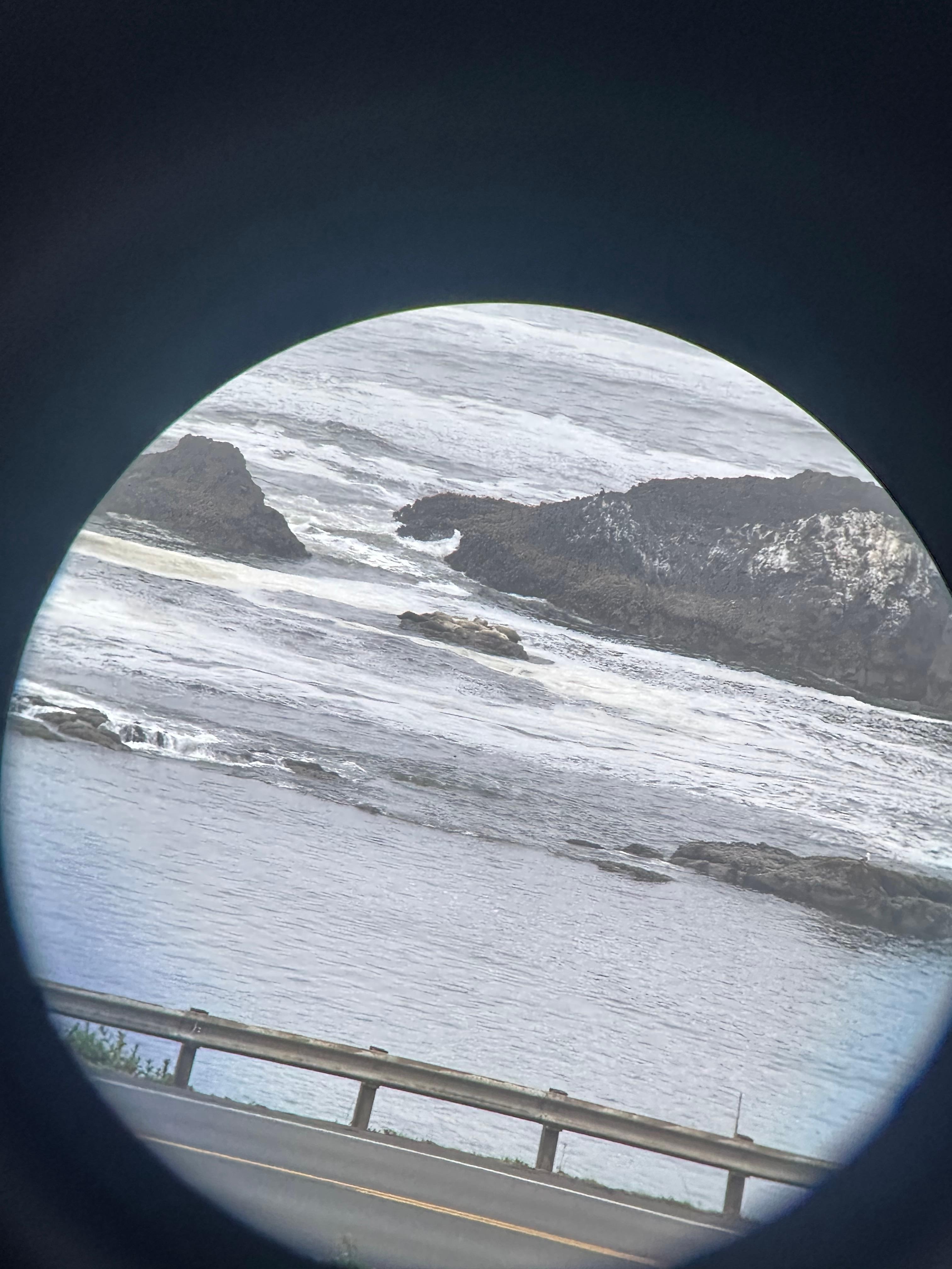Seals at seal rock
