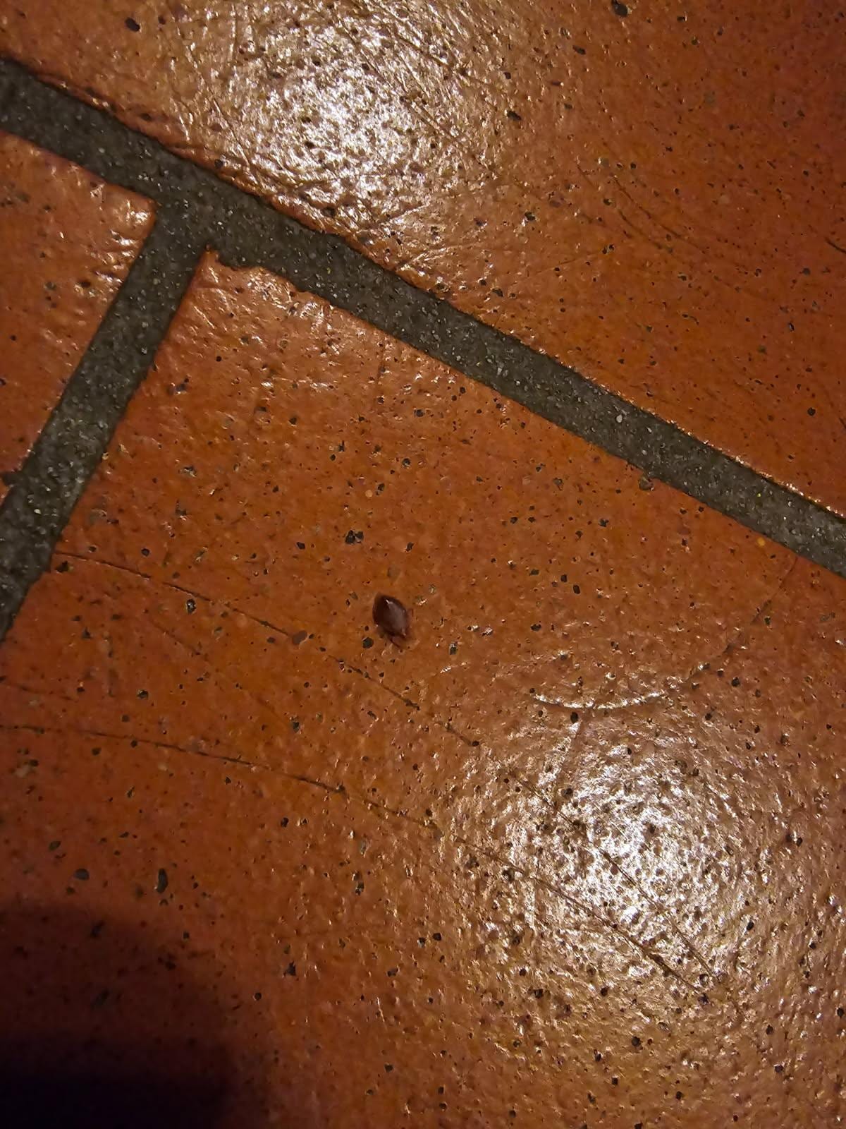 Bed bug crawling on floor
