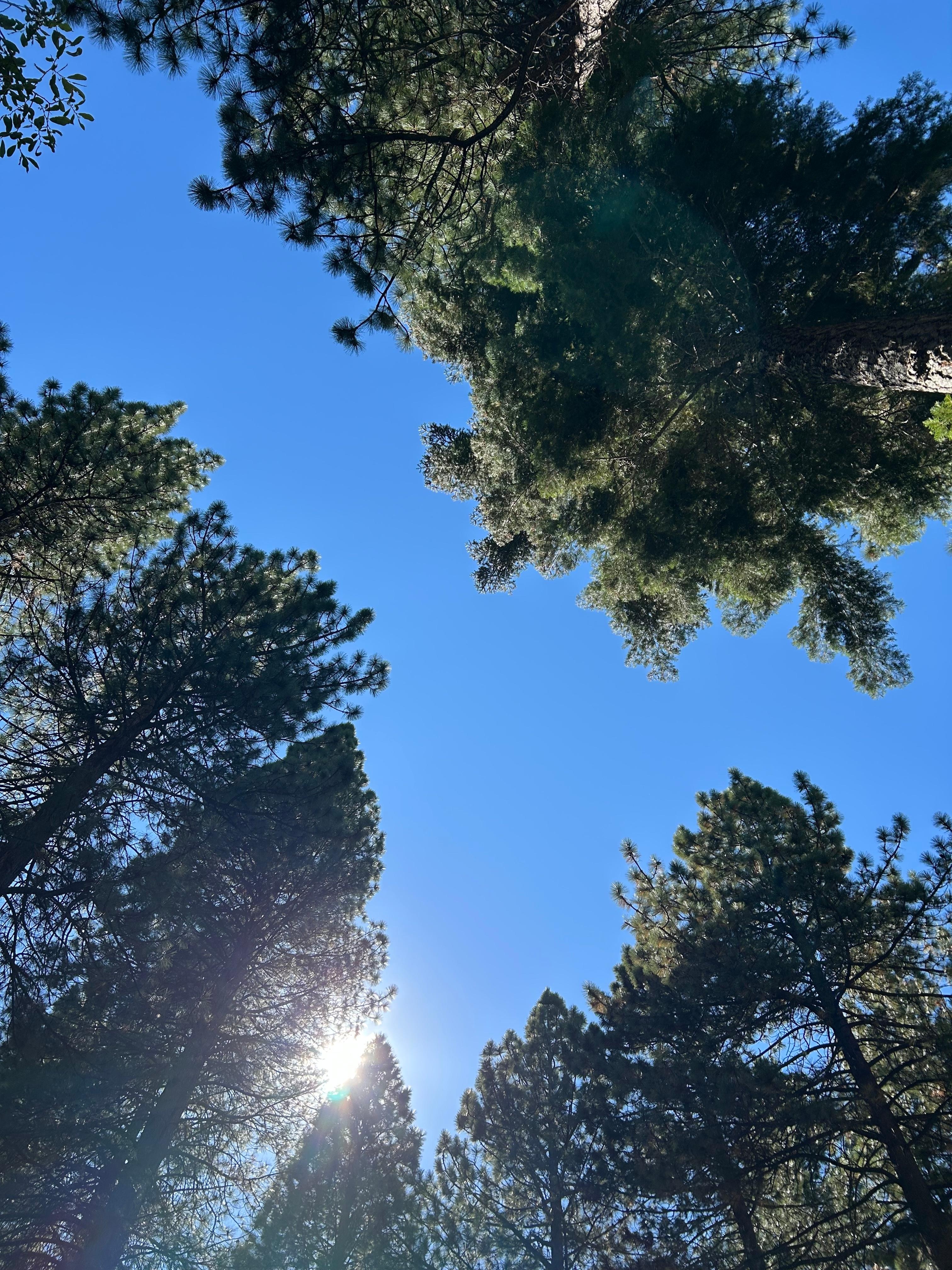 Surrounded by Pine Trees!