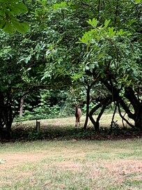 Deer in the yard