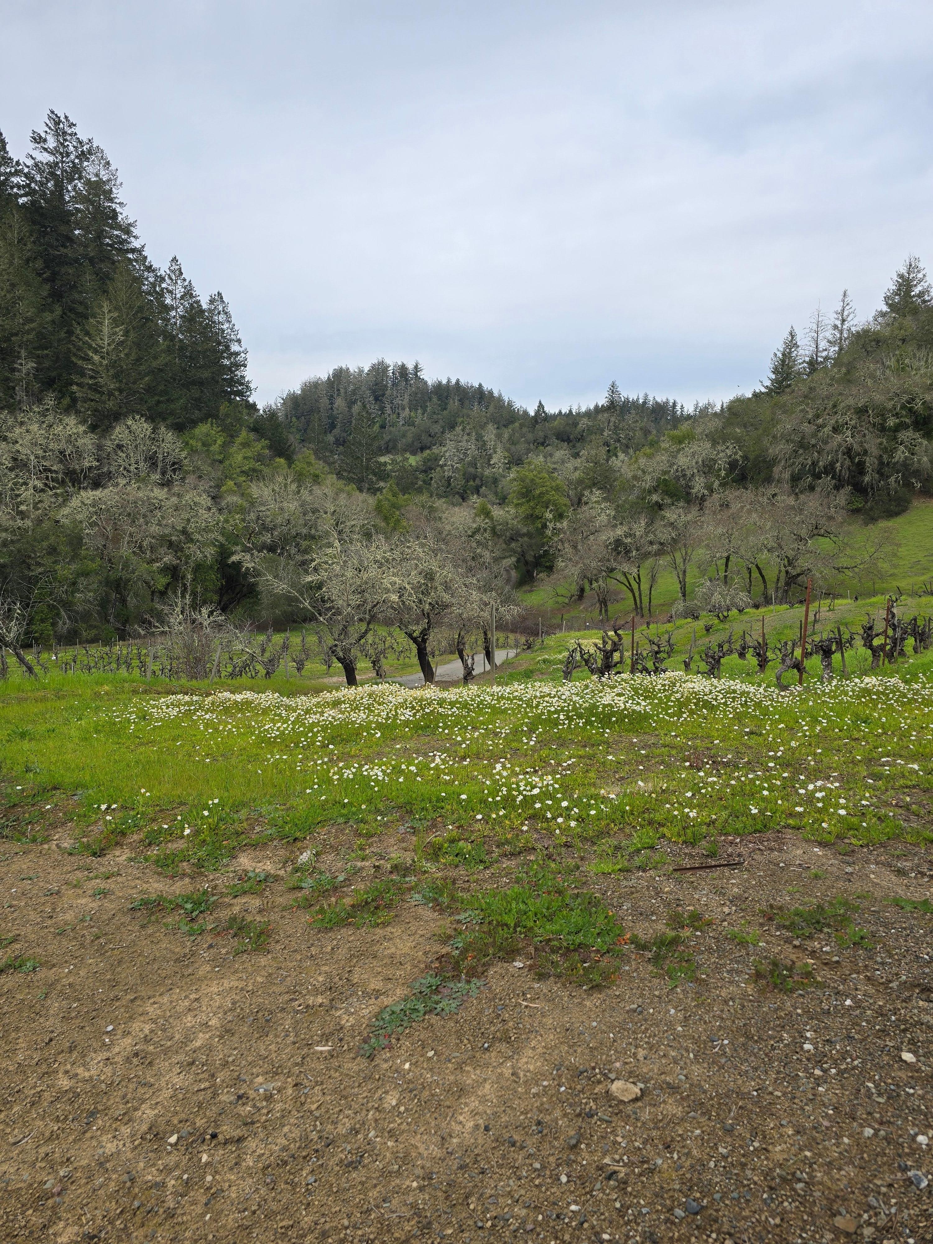 lots of wildflowers!