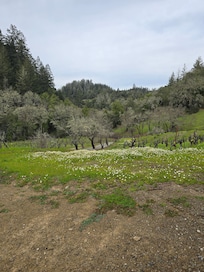 lots of wildflowers!