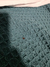 Bed Bug