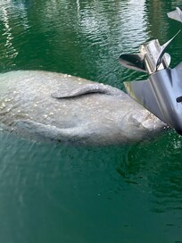 Multiple manatees visited us almost daily
