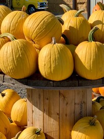 So many pumpkins!