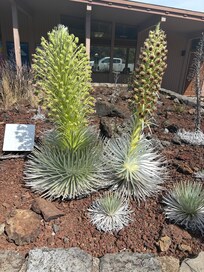 ハレアカラの植物 シルバーソード