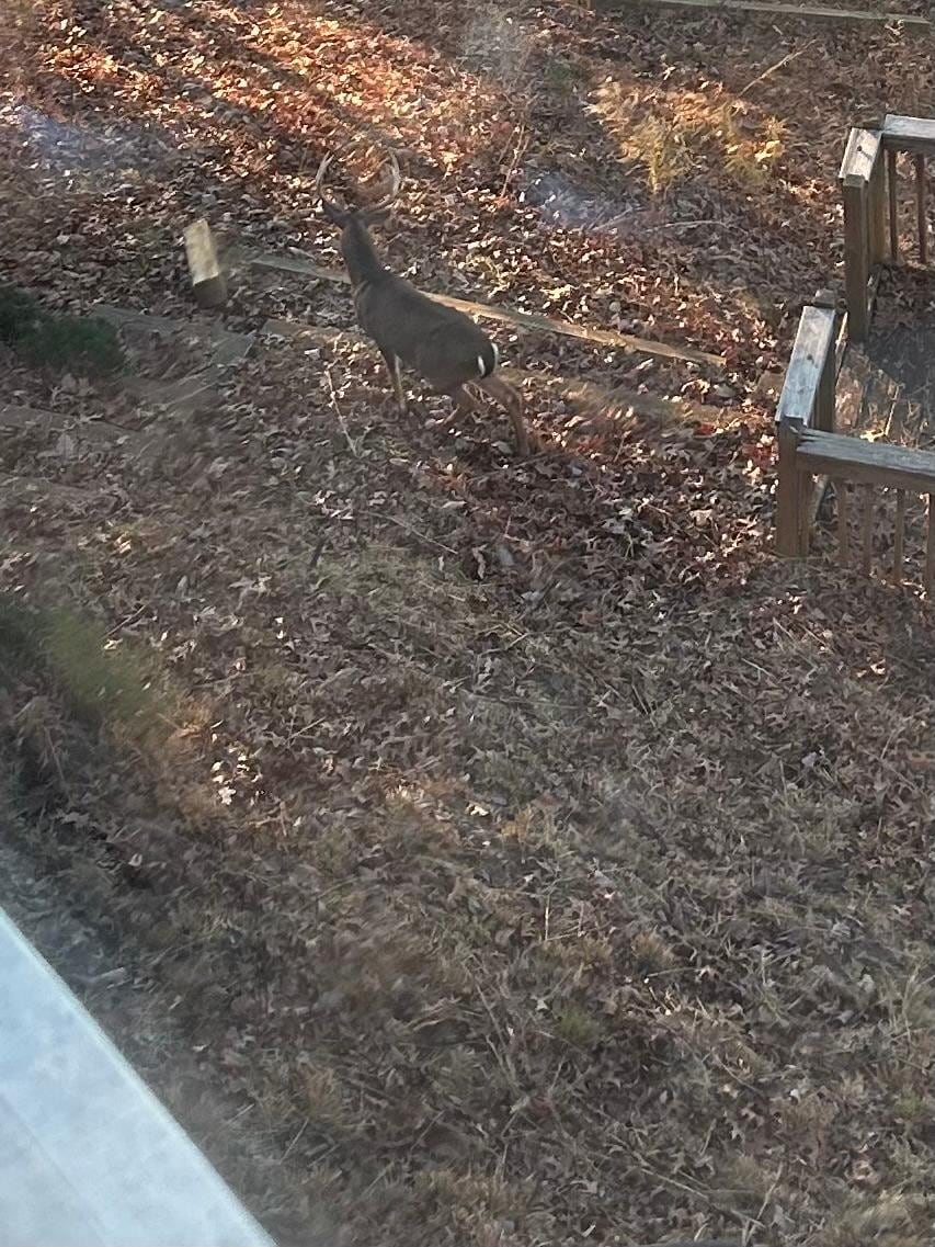 From the deck a buck oversees his family. 