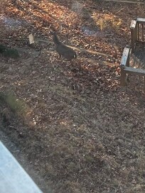 From the deck a buck oversees his family.