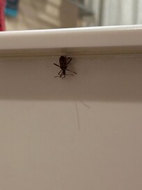 In the bathroom , was scared even when they cleaned if there would be more