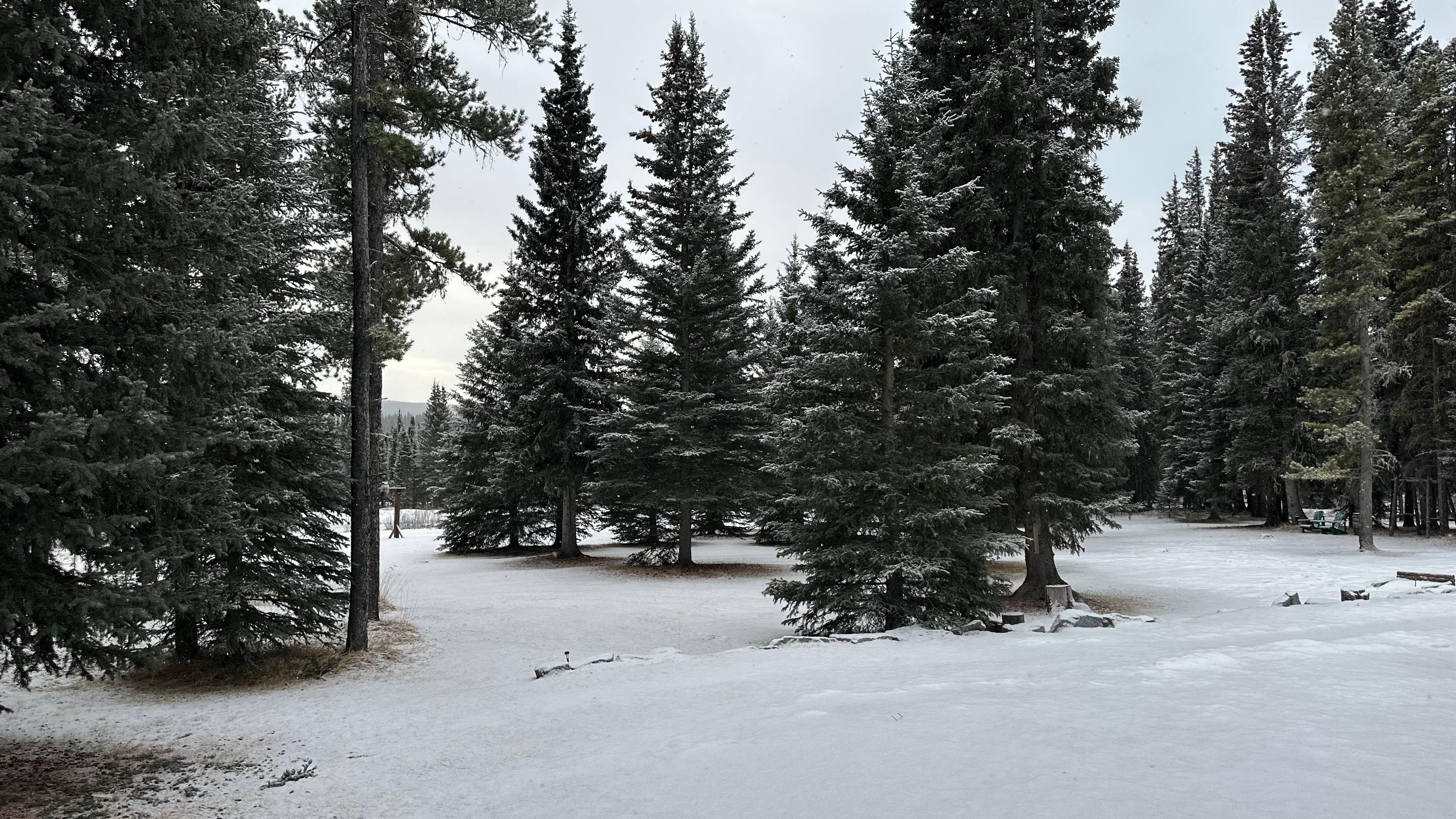 View from back door.