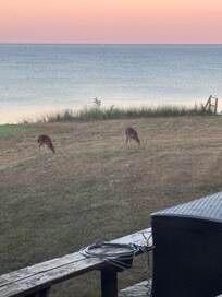 Baby deer came through with doe daily to graze in the yard.