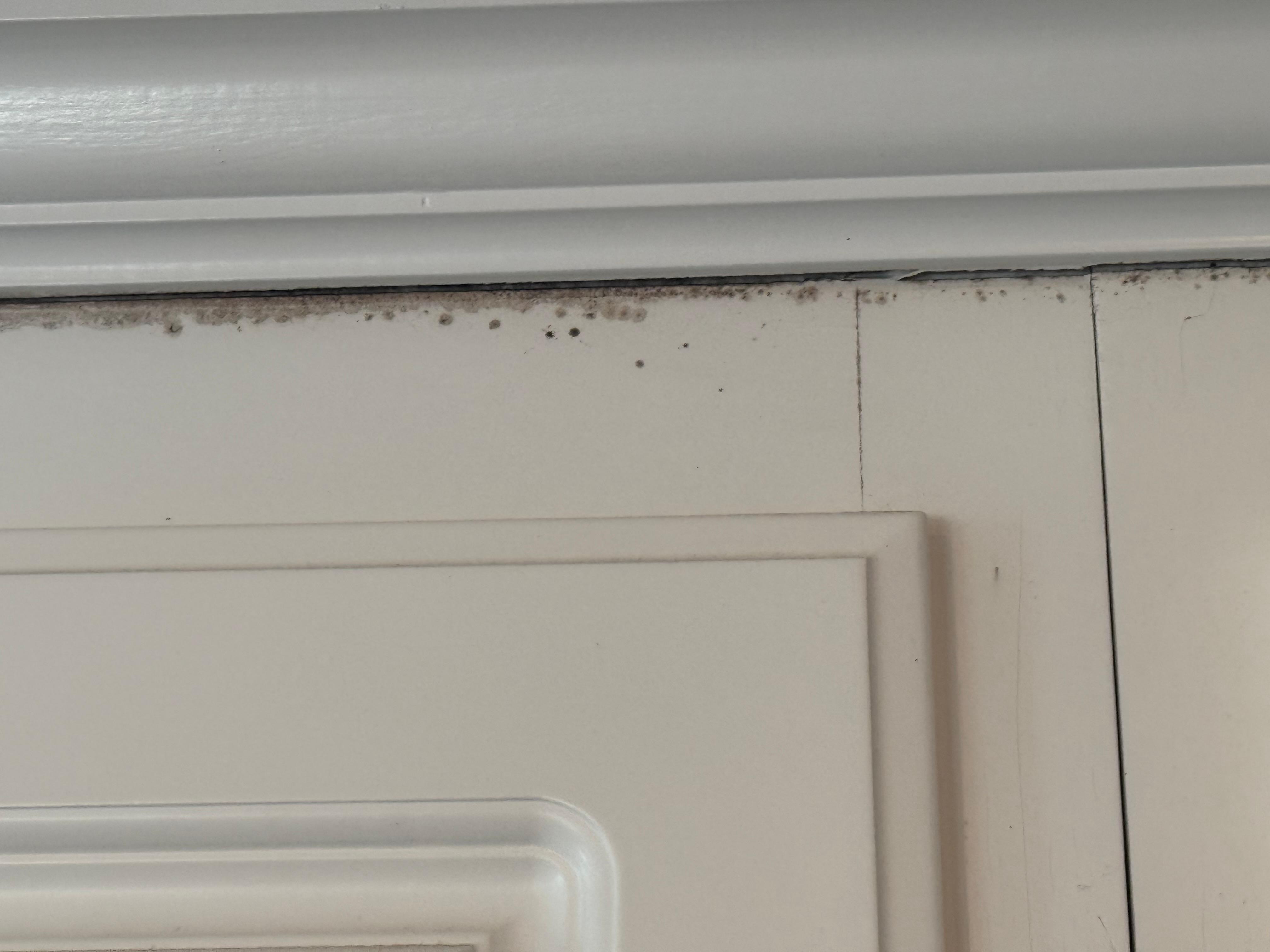 Black mold 