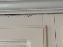 Black mold