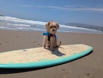 Trying out land surfing