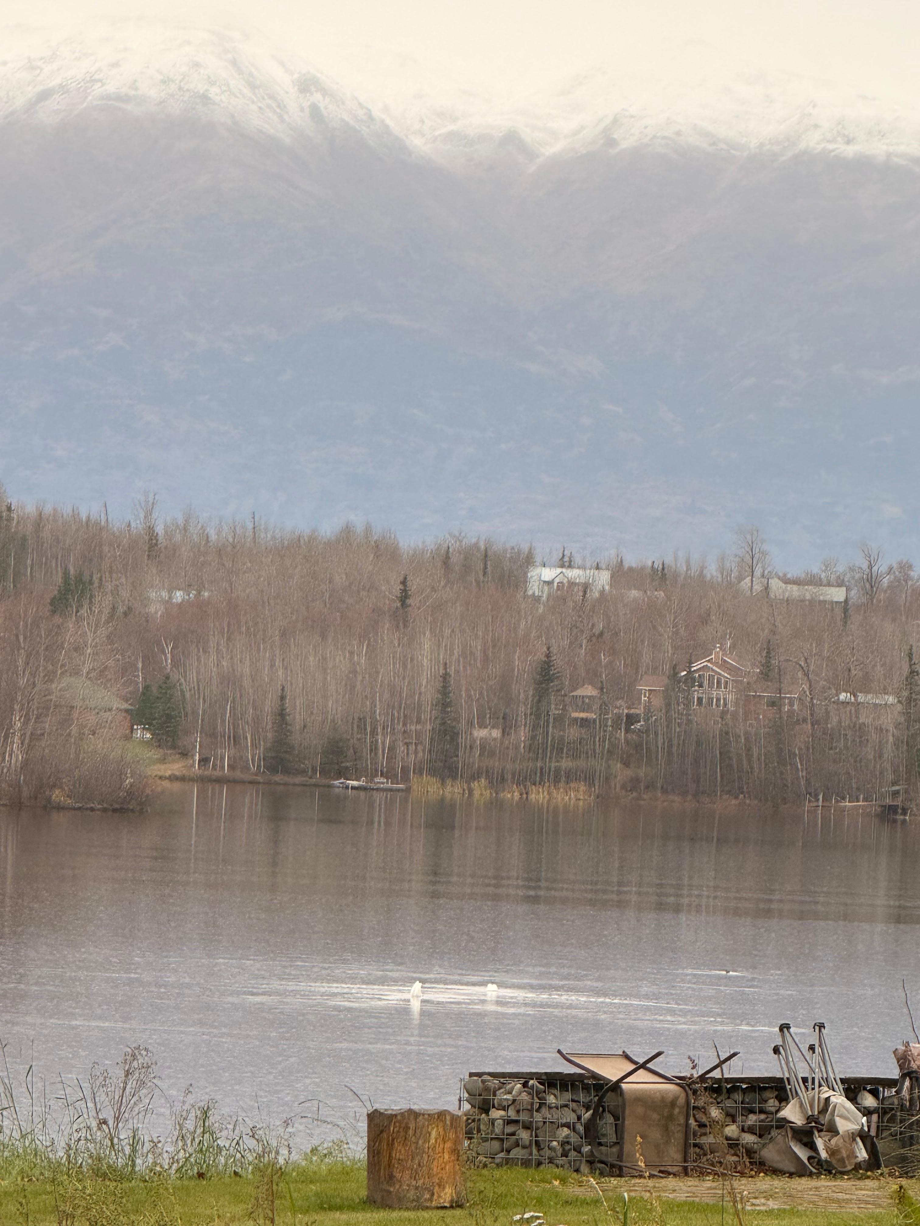 Swans on the lake in late October. 