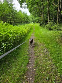 Der Spaziergang mit Hund