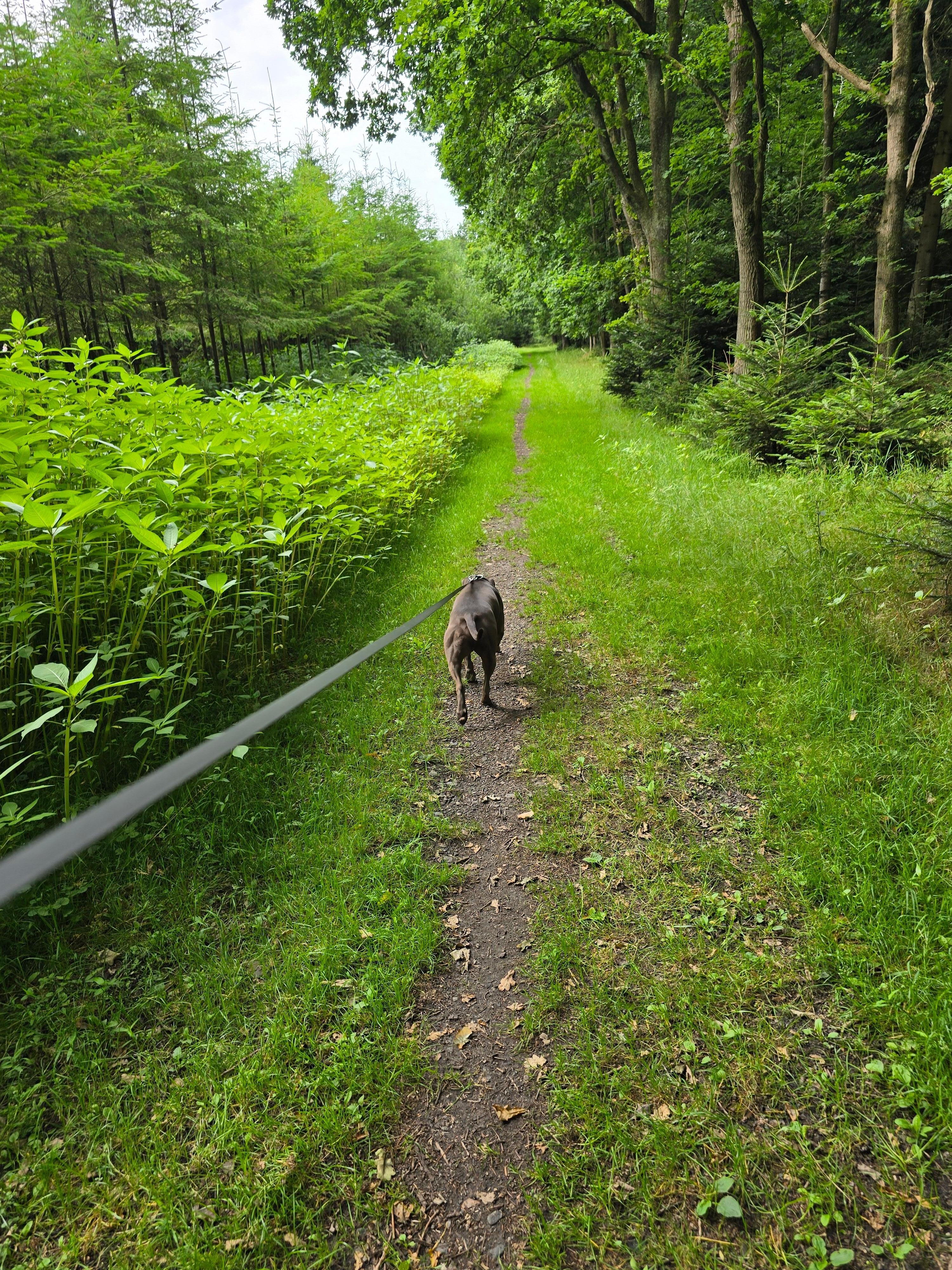 Der Spaziergang mit Hund 