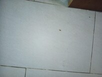 Roaches