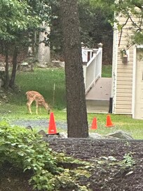 Deers came to say hello each morning