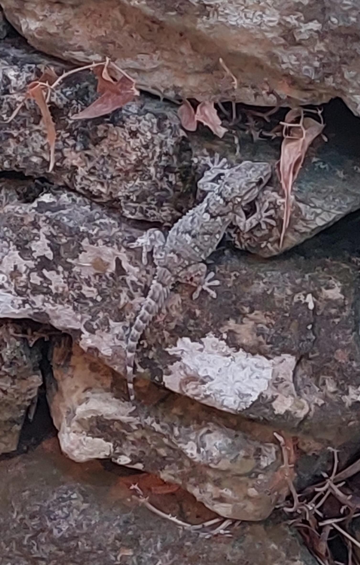 Notre voisin le ghekko