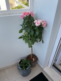 Loved all her flowers. I watered them while I was there