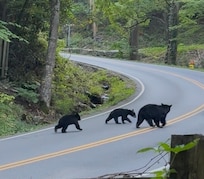 Bears🖤