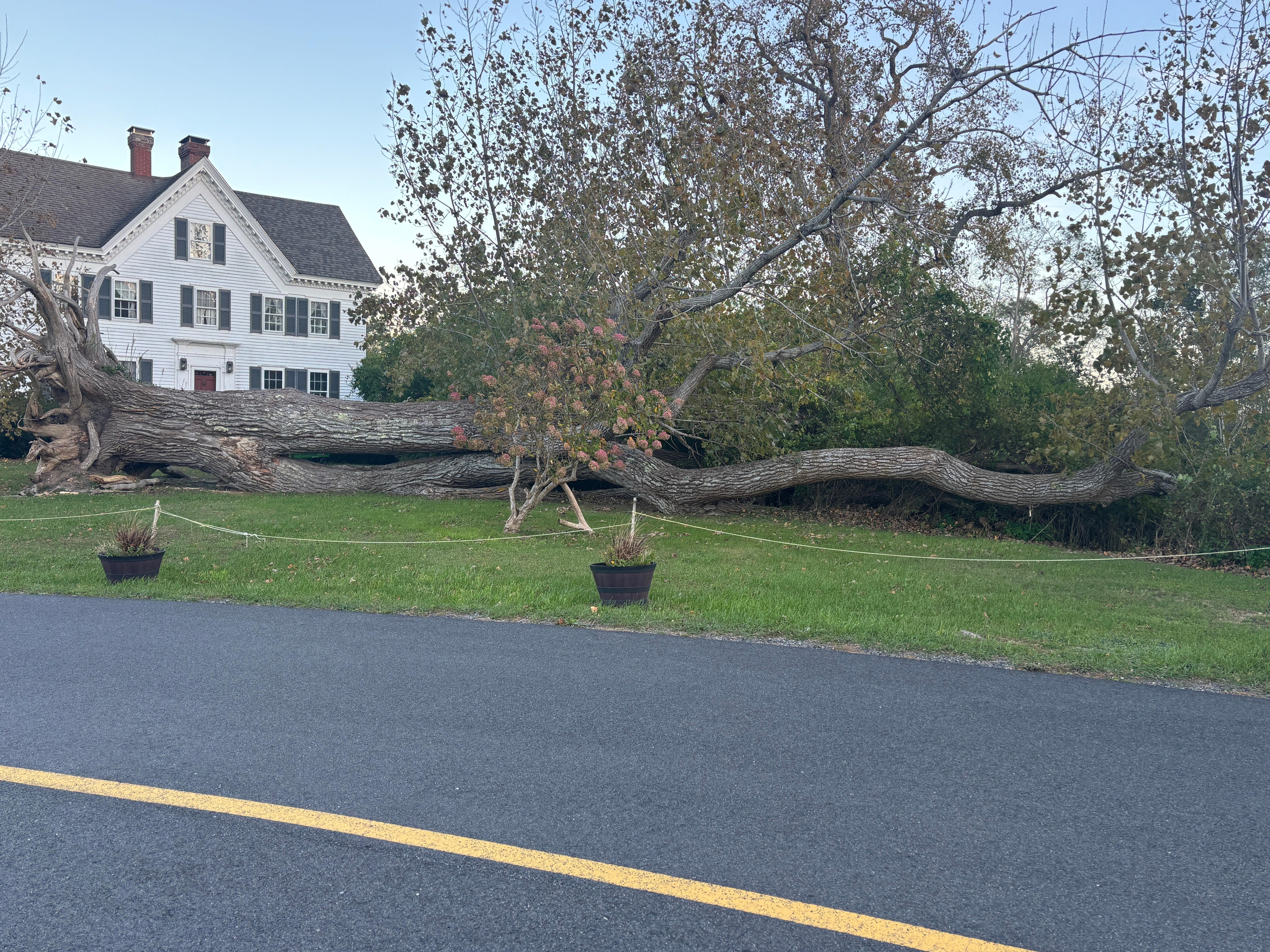 On the walk to Fort Hill lies this huge tree that clearly fell at least 6 years ago with a newer tree planted where it was and the fallen one still alive as growth of leaves shows. Really interesting. 