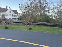 On the walk to Fort Hill lies this huge tree that clearly fell at least 6 years ago with a newer tree planted where it was and the fallen one still alive as growth of leaves shows. Really interesting.
