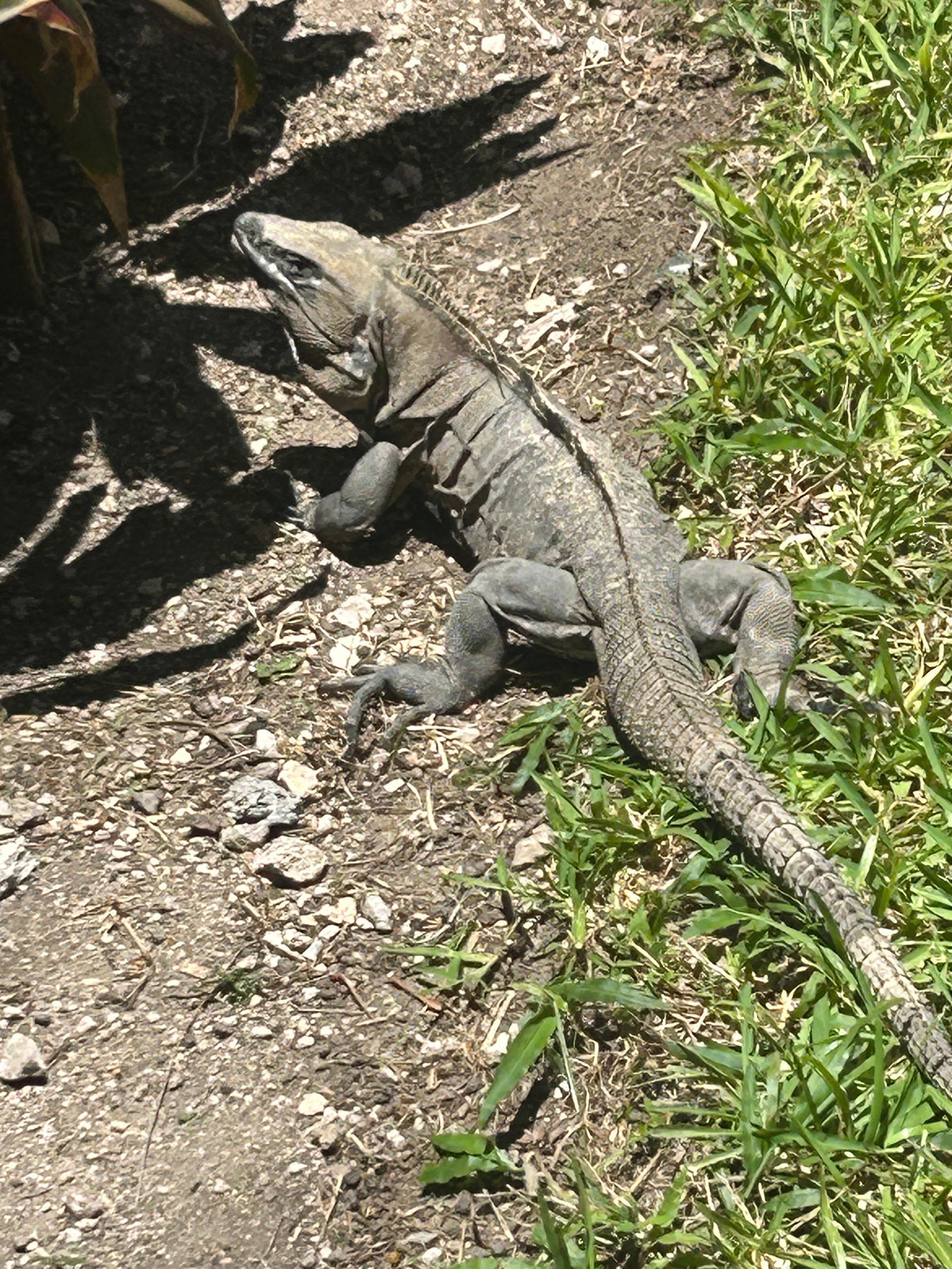 This is my friend George.