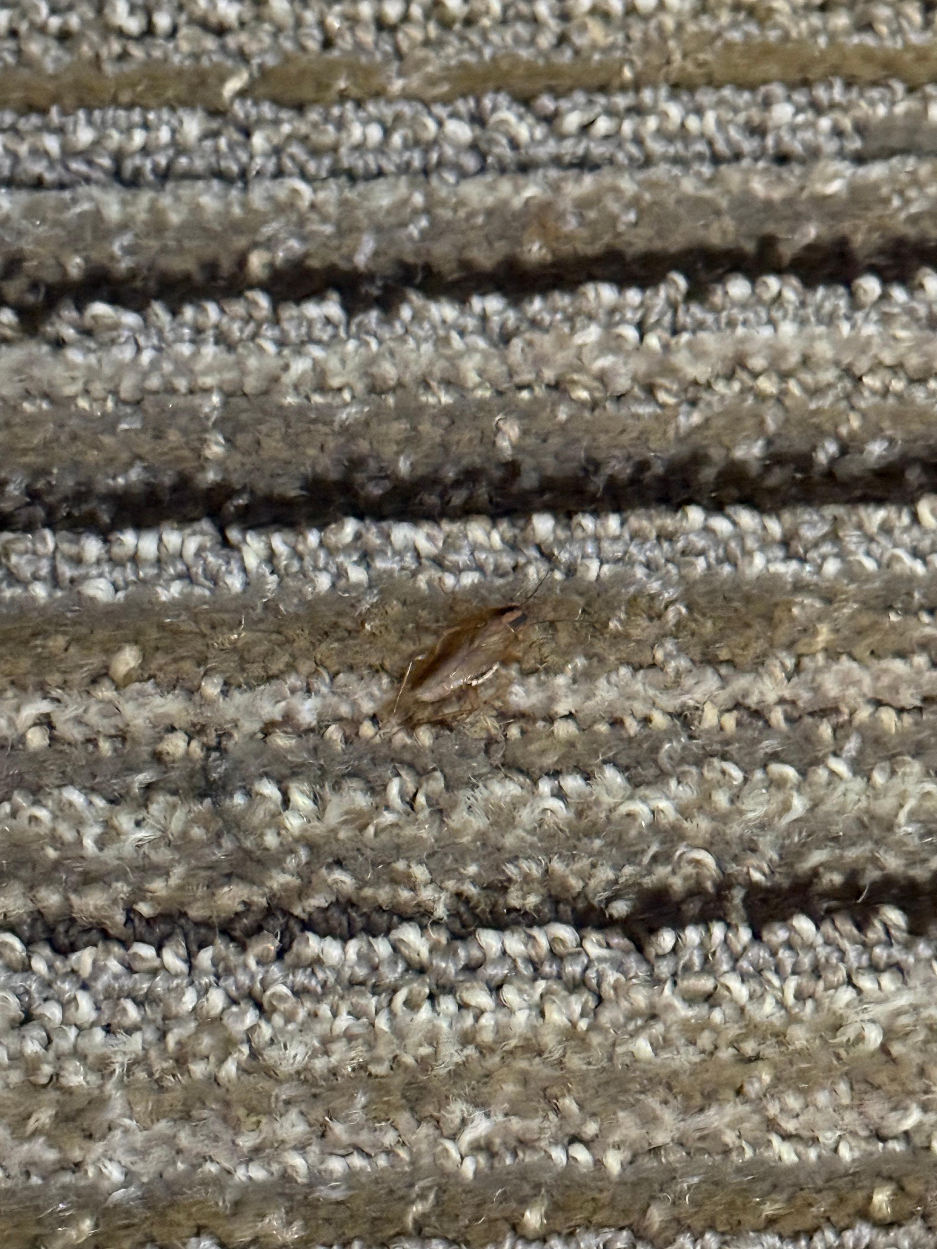One of the roaches, right after we killed it. 