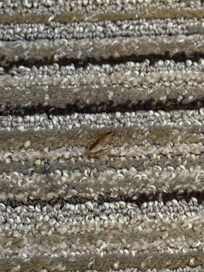 One of the roaches, right after we killed it.