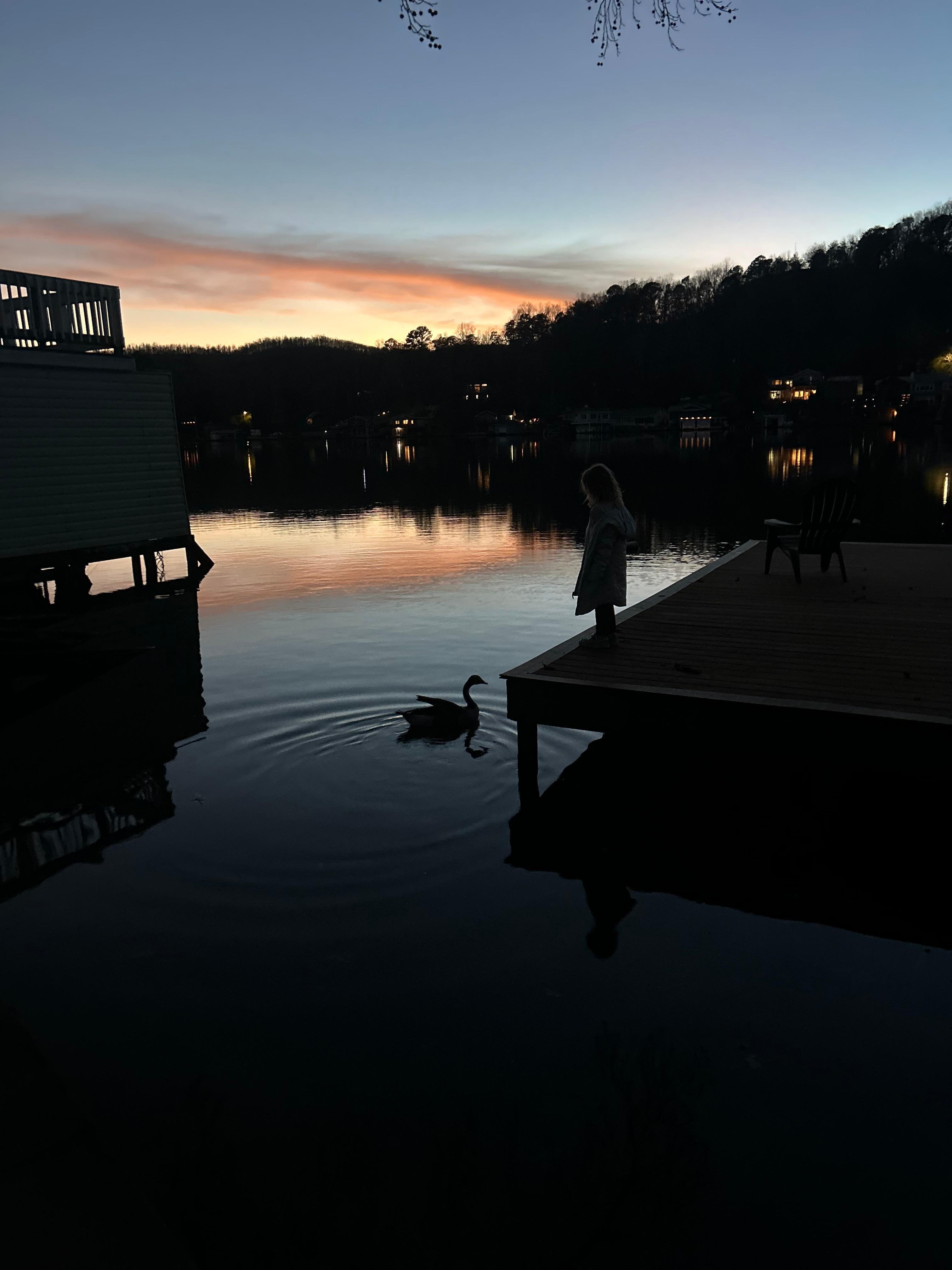 Feeding a Canadian goose off the cool 