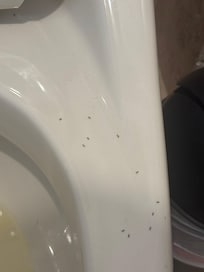 Ants all over the toilet every single day.